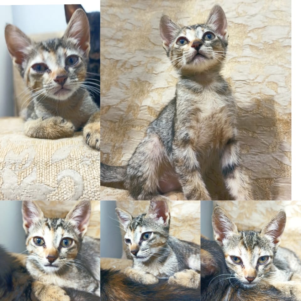 Gato Pequeno para adoção em Goiânia - Goiás