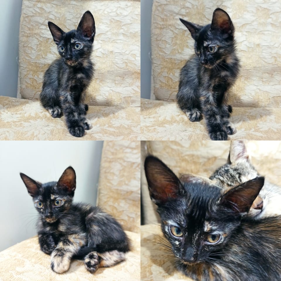 Gato Pequeno para adoção em Goiânia - Goiás