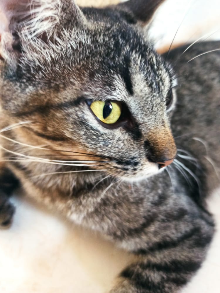 Gato Médio para adoção em Goiânia - Goiás