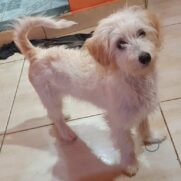 Cachorro porte medio para adoção em Belo Horizonte - Minas Gerais