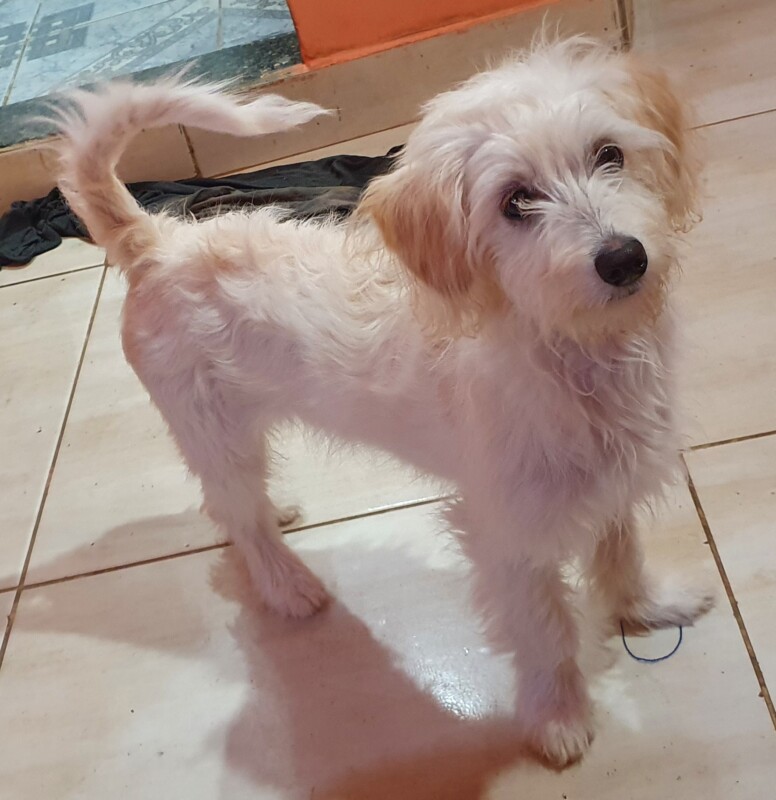 Cachorro Médio para adoção em Belo Horizonte - Minas Gerais