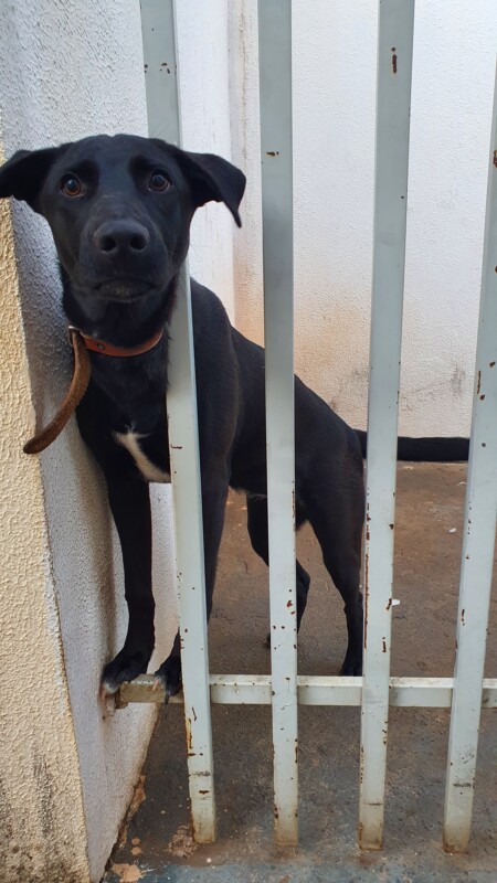 Cachorro Médio para adoção em São José do Rio Preto - São Paulo