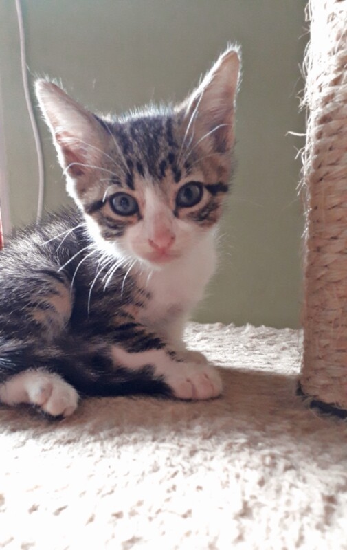 Gato Pequeno para adoção em Recife - Pernambuco