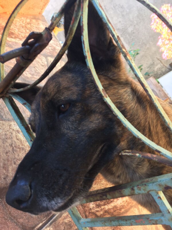 Cachorro Grande para adoção em Nova Lima - Minas Gerais