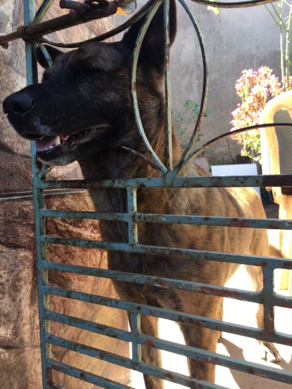 Cachorro Grande para adoção em Nova Lima - Minas Gerais