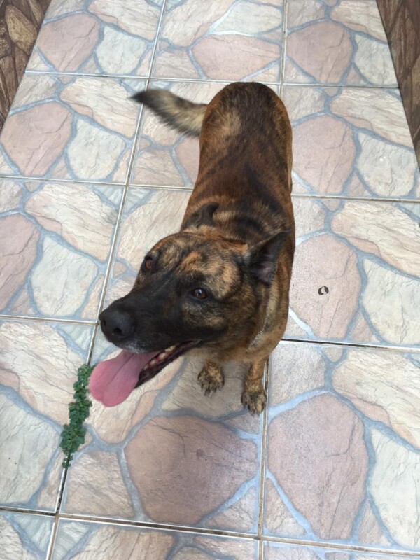 Cachorro Grande para adoção em Nova Lima - Minas Gerais