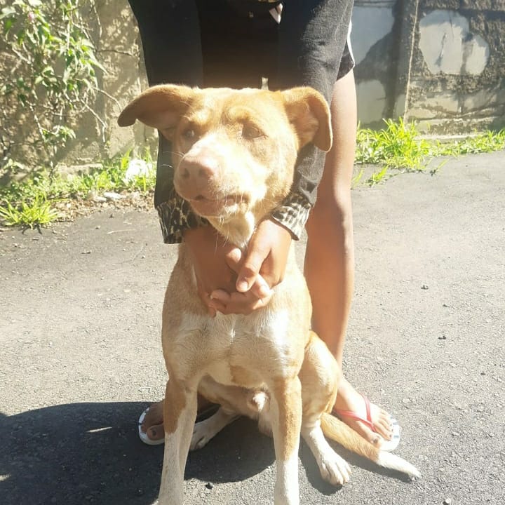 Cachorro Grande para adoção em Osasco - São Paulo