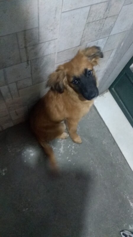 Cachorro Médio para adoção em Santa Luzia - Minas Gerais