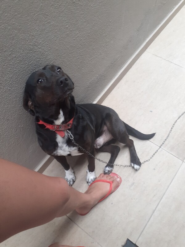 Cachorro Médio para adoção em Itajaí - Santa Catarina