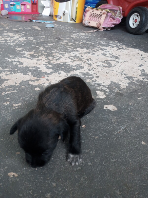 Cachorro Pequeno para adoção em Campinas - São Paulo