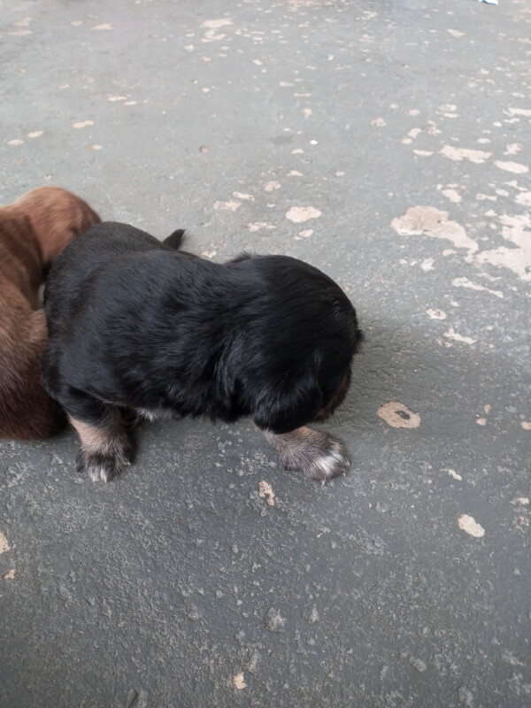 Cachorro Pequeno para adoção em Campinas - São Paulo