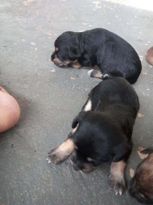 Cachorro Pequeno para adoção em Campinas - São Paulo