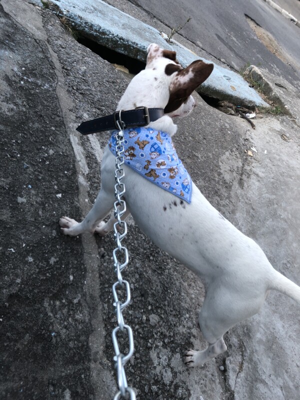 Cachorro Grande para adoção em Guarulhos - São Paulo