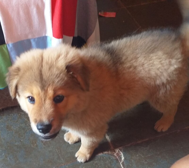 Cachorro Pequeno para adoção em Belo Horizonte - Minas Gerais