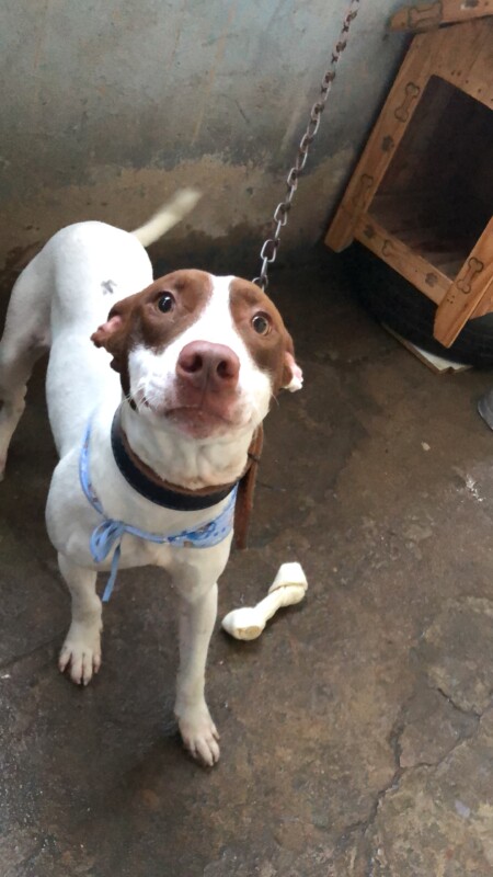 Cachorro Grande para adoção em Guarulhos - São Paulo