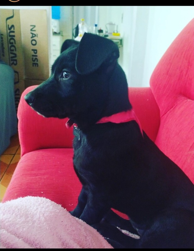 Cachorro Médio para adoção em Belo Horizonte - Minas Gerais