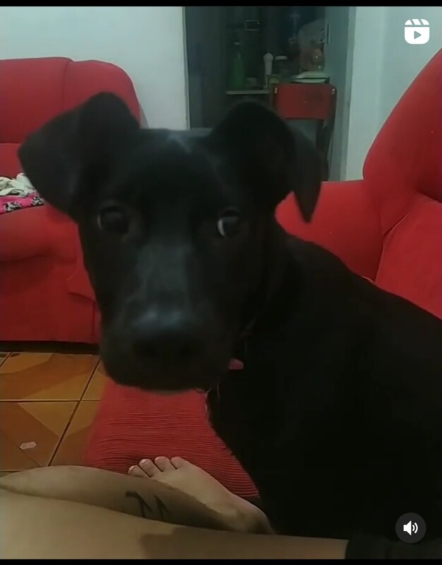 Cachorro Médio para adoção em Belo Horizonte - Minas Gerais