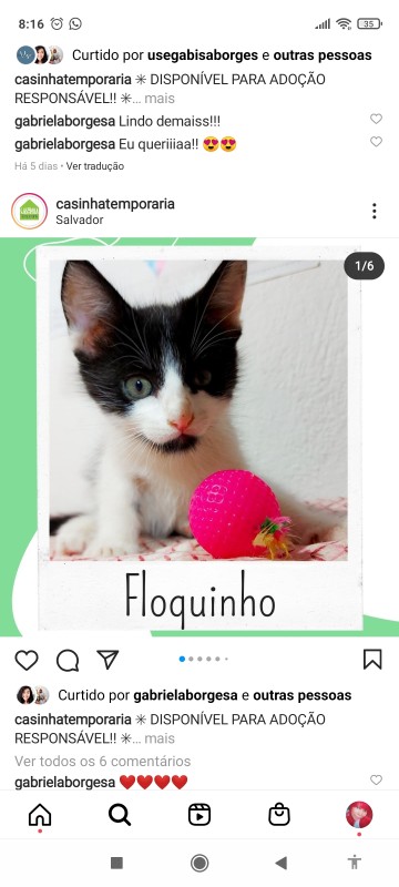 Gato Pequeno para adoção em Salvador - Bahia