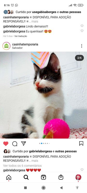 Gato Pequeno para adoção em Salvador - Bahia