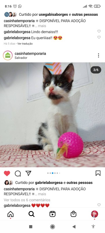 Gato Pequeno para adoção em Salvador - Bahia