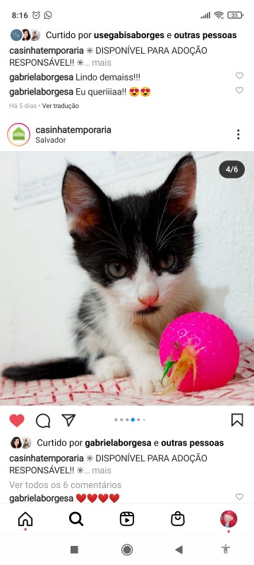 Gato Pequeno para adoção em Salvador - Bahia