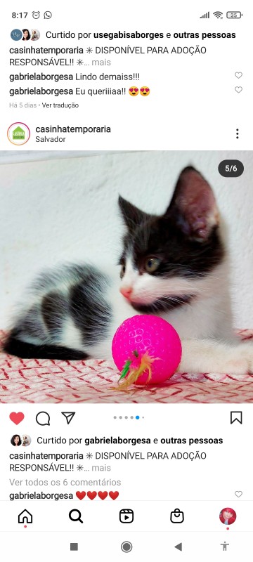 Gato Pequeno para adoção em Salvador - Bahia