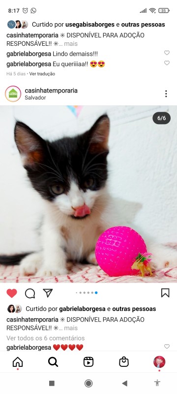 Gato Pequeno para adoção em Salvador - Bahia