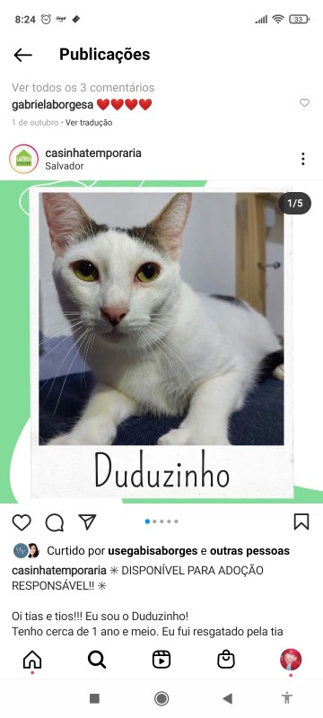 Gato Médio para adoção em Salvador - Bahia