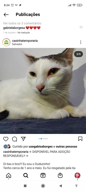 Gato Médio para adoção em Salvador - Bahia