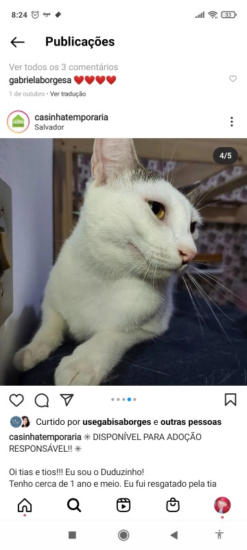 Gato Médio para adoção em Salvador - Bahia