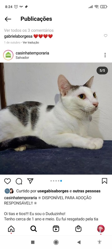 Gato Médio para adoção em Salvador - Bahia