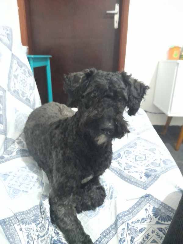 Cachorro Médio para adoção em São Paulo - São Paulo