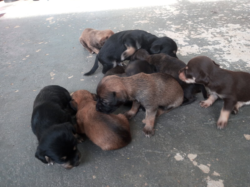 Cachorro Pequeno para adoção em Campinas - São Paulo