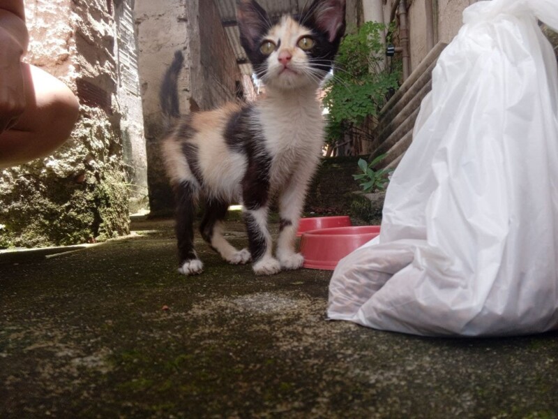 Gato Pequeno para adoção em Recife - Pernambuco