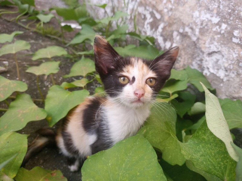 Gato Pequeno para adoção em Recife - Pernambuco