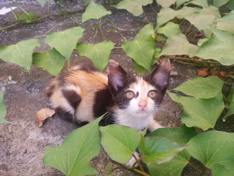 Gato Pequeno para adoção em Recife - Pernambuco