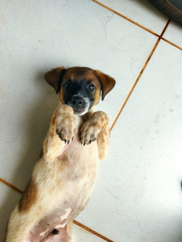 Cachorro Pequeno para adoção em Goiânia - Goiás