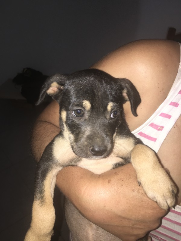 Cachorro Médio para adoção em Vespasiano - Minas Gerais