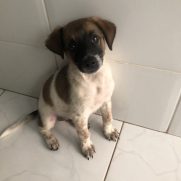 Cachorro porte pequeno para adoção em Goiânia - Goiás