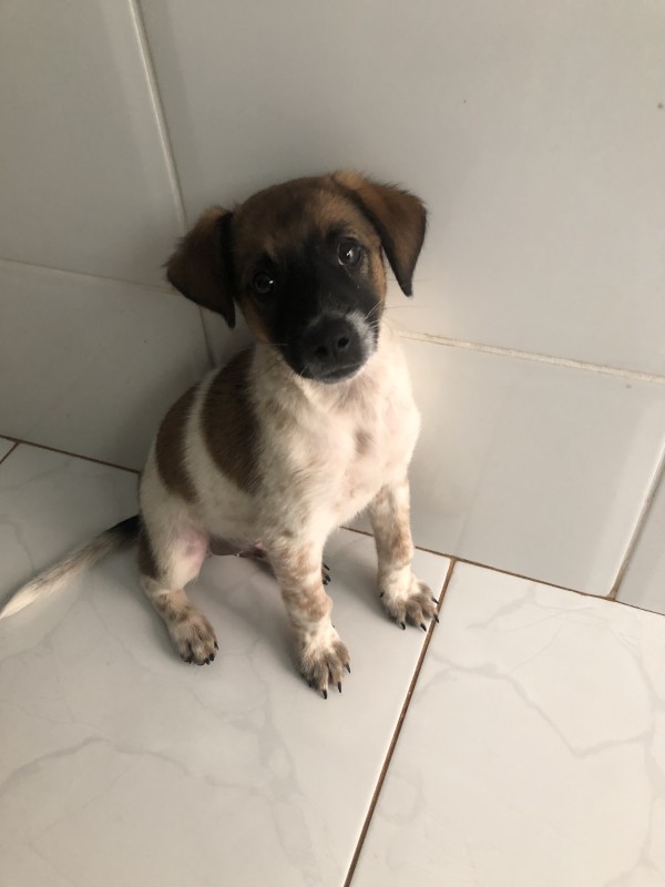 Cachorro Pequeno para adoção em Goiânia - Goiás