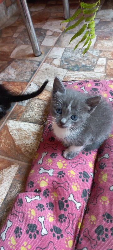 Gato Pequeno para adoção em Franco da Rocha - São Paulo