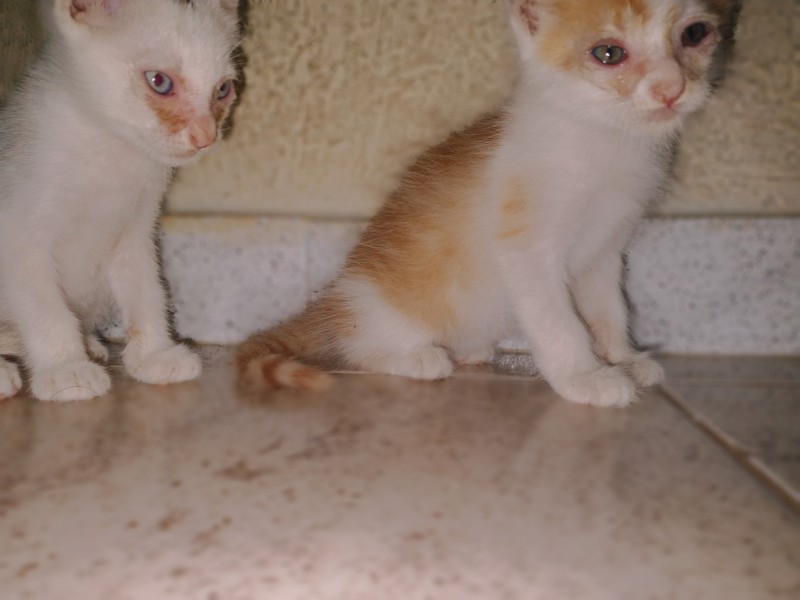 Gato Pequeno para adoção em Recife - Pernambuco