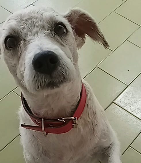 Cachorro Médio para adoção em São Paulo - São Paulo