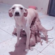 Cachorro porte medio para adoção em Goiânia - Goiás