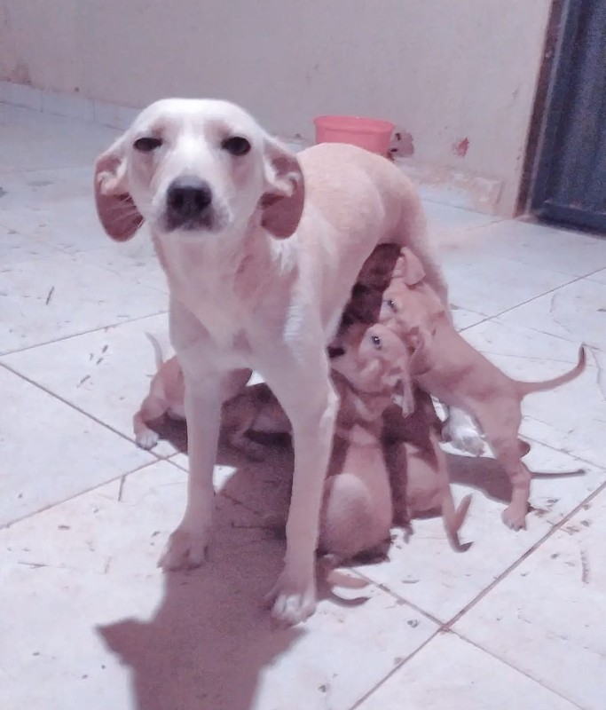 Cachorro Médio para adoção em Goiânia - Goiás