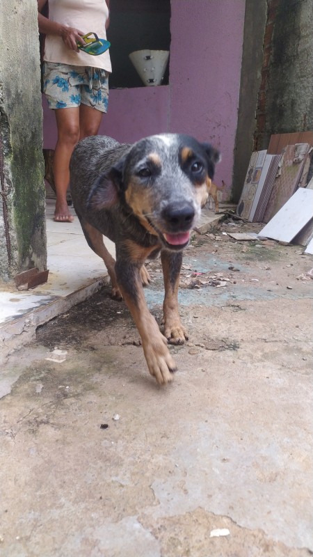 Cachorro Grande para adoção em Goiânia - Goiás