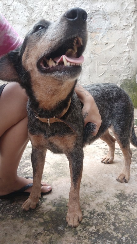 Cachorro Grande para adoção em Goiânia - Goiás