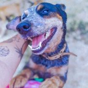 Cachorro porte grande para adoção em Goiânia - Goiás