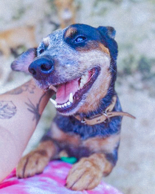 Cachorro Grande para adoção em Goiânia - Goiás