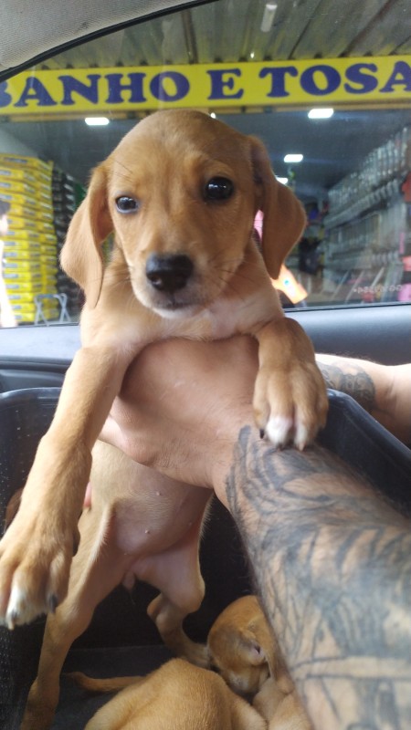 Cachorro Médio para adoção em Goiânia - Goiás